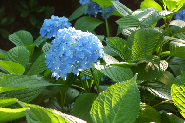 Világos kék hortenzia virágok az esős évszakban - Fotó, kép