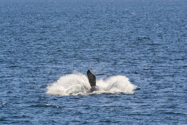 Поведінка стрибка китів на півострові Вальдес Патагонія (Аргентина). - Фото, зображення
