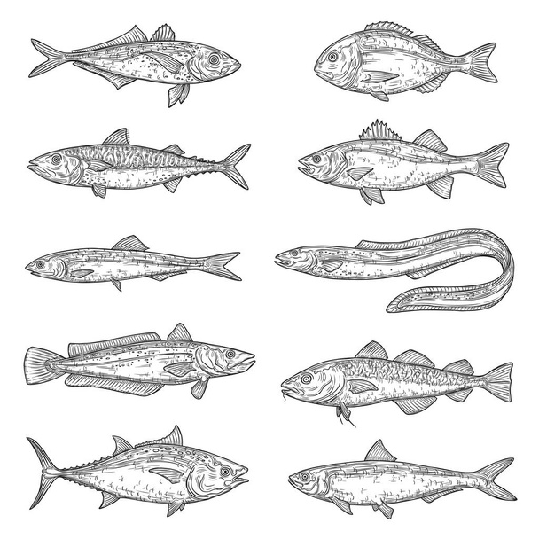 Fish animal sketches. Salmon, tuna and dorado, marine eel, mackerel and anchovy, hake, bass and pilchard, carp, trout and cod. Freshwater and ocean fishes, food and fishing sport vector items - Vector, Image