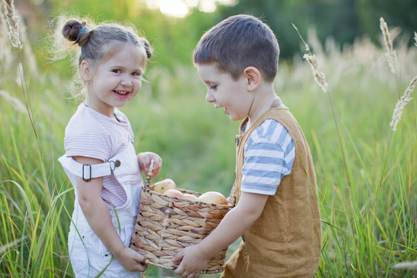 Little boy and girl with basket of apples. Cute brother and sister - 写真・画像