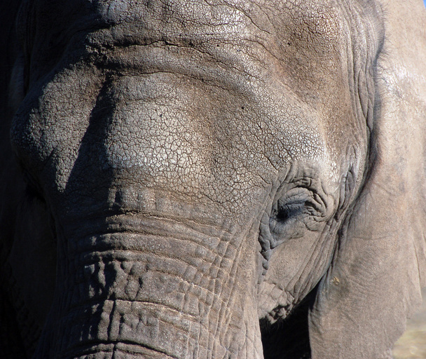 Elefanten (elephantidae) - Foto, Bild