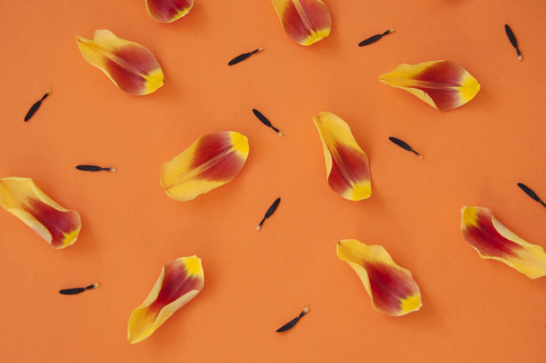 Arreglo de pétalos de flores sobre fondo naranja
.  - Foto, imagen