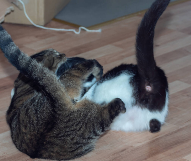 Gatti domestici. Combatte con i gatti. Razza di gatto europea
 - Foto, immagini