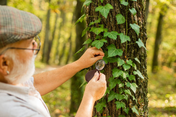 Back to nature. Elderly man examine tree leaves with magnifying glass. Old person in woods exploring nature. Nature observation is relaxation. Save trees, save nature. Environment day - Photo, Image