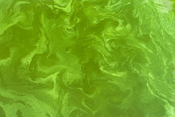 Верхній вид на річку Дніпро вкритий ціанобактеріями в результаті еволюції фітопланктону в спекотні пори року. - Фото, зображення