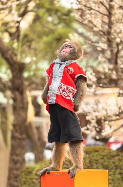 Традиционное японское шоу Сарумаваси, где обезьяна делает акробатические трюки перед лошадьми и волами, чтобы защитить их от болезней в святилищах Тэндзин, посвященных Сугаваре-но Митидзане
. - Фото, изображение
