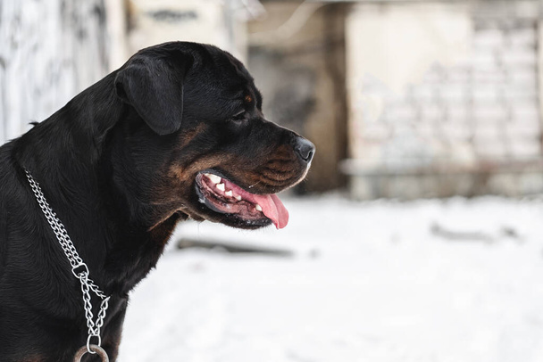 Yetişkin bir Rottweiler kışın sokağa bakar. Kapat.. - Fotoğraf, Görsel