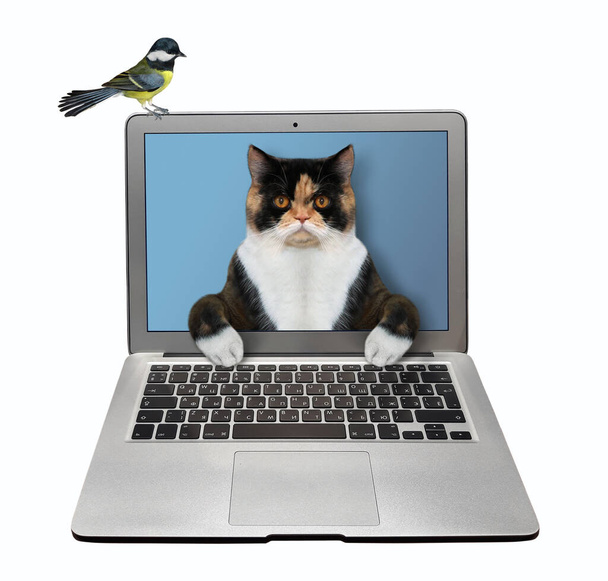 The multicolored smart cat is coming out from the notebook screen and typing on a keyboard. The bird is next to him. White background. Isolated. - Fotoğraf, Görsel