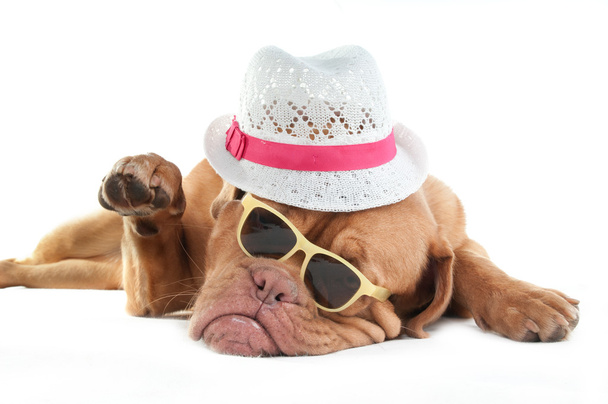 Dogue de bordeaux avec chapeau
 - Photo, image