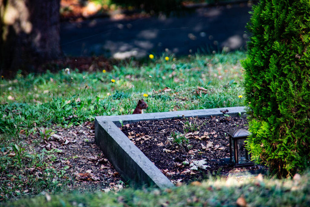 ruskea orava etsimässä talvitarvikkeita
 - Valokuva, kuva