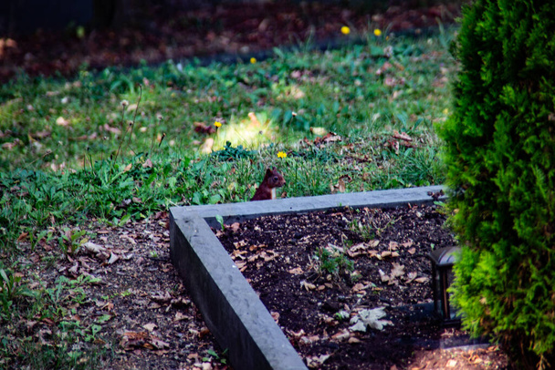 ruskea orava etsimässä talvitarvikkeita
 - Valokuva, kuva