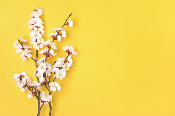 Razze di albicocca con fiori su sfondo giallo. Posto per il testo. Il concetto di primavera è venuto, il giorno di madri. Vista dall'alto. Posa piatta Ciao marzo, aprile, maggio
 - Foto, immagini