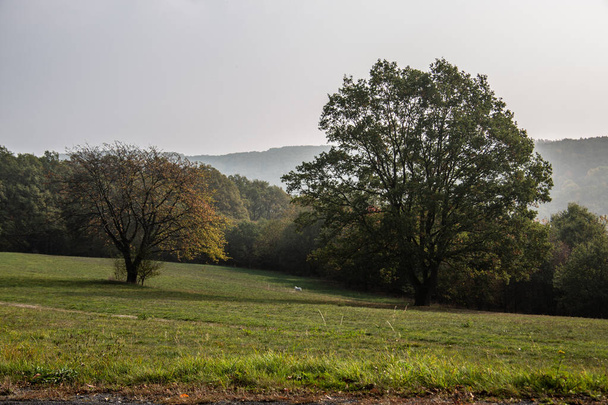 solitary tree alone in a large meadow - Zdjęcie, obraz