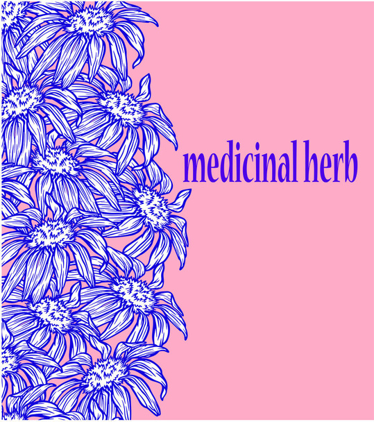 banner echinacea medicinale kruid bloemen ansichtkaart poster natuur cover vector illustratie grafisch - Vector, afbeelding
