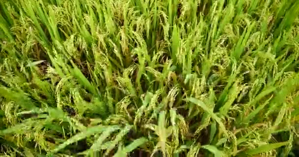 Rice Field Green agriculture ecosystem Asian rice paddy field Vietnam green farm. Harvest agriculture planting cultivation golden green rice terraces in organic farm with tropical natural sunrise. - Footage, Video