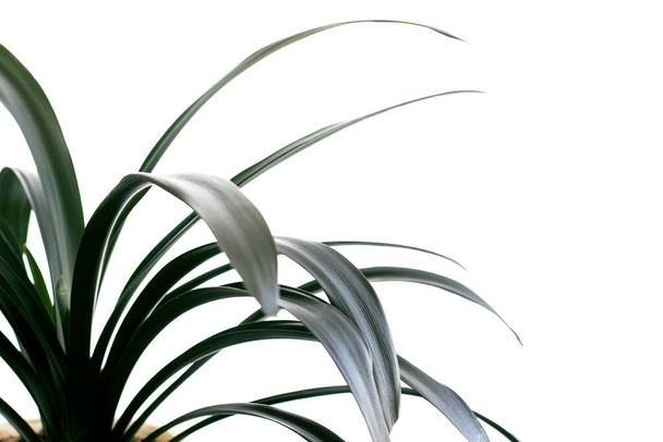 Folhas verdes longas isoladas em um fundo branco, espaço de cópia
 - Foto, Imagem