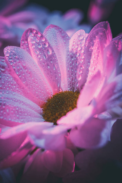 Свіжі і красиві білі хризантеми в синьо-рожевому
. - Фото, зображення