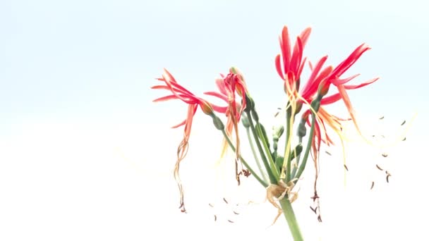Eucrosia bicolor rote Blume bewegt sich unter dem hellen Himmel. - Filmmaterial, Video