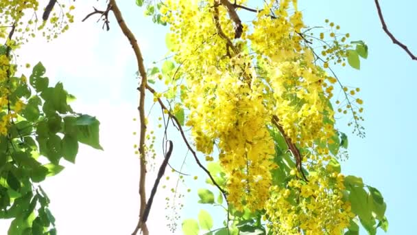Kultainen suihkupuu keltainen kukka sinisen taivaan alla. Liikkuminen tuulessa
. - Materiaali, video