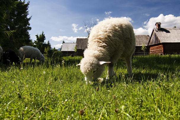 Koyunlu eski köy - Fotoğraf, Görsel