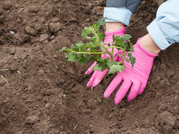 Close up hands of female gardener in pink gloves planting tomato seedling in the soil of the garden. Cultivation of vegetables. - Фото, изображение