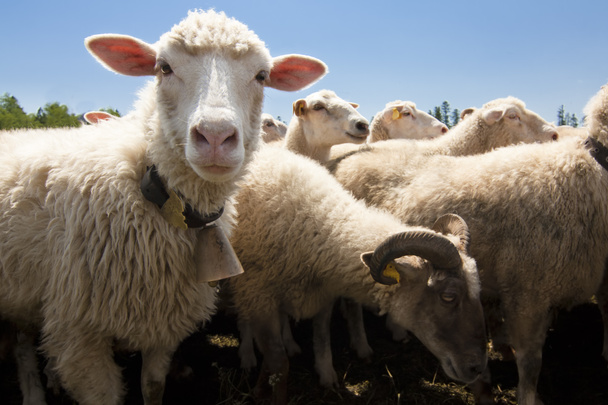 Exploitation animale - troupeau de moutons
 - Photo, image