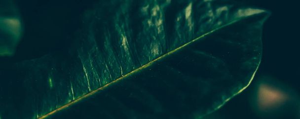 текстура зеленого листя як тропічний ботанічний фон саду, природа та навколишнє середовище
 - Фото, зображення