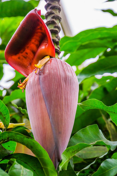 オーストラリアで人気の熱帯植物バナナの花芽の閉鎖 - 写真・画像