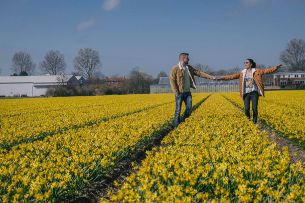 campo di fiori gialli, coppia che cammina in aiuola gialla fiori gialli narcisi durante la primavera in Olanda Lisse
 - Foto, immagini