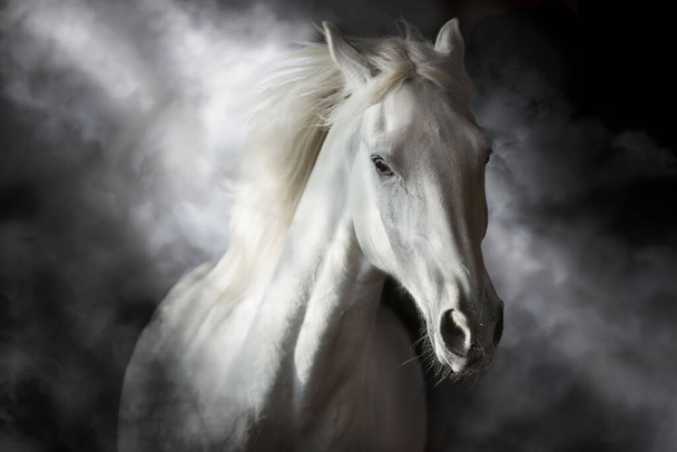 Fehér ló portré mozgásban elszigetelt fekete - Fotó, kép