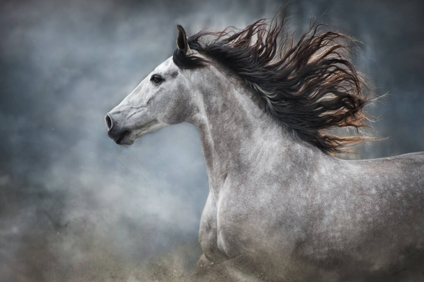 Білий і білий портрет коня в русі ізольований на темному тлі
 - Фото, зображення
