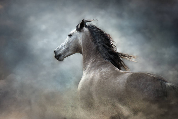 Wit Andalusisch paard portret in beweging geïsoleerd op donkere achtergrond - Foto, afbeelding