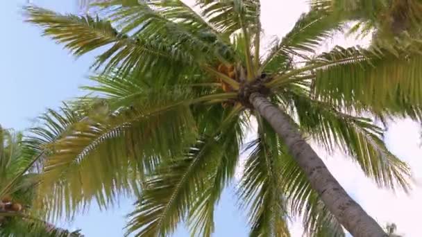 Φοινικόδεντρο στο φόντο του συννεφιασμένου ουρανού - Πλάνα, βίντεο