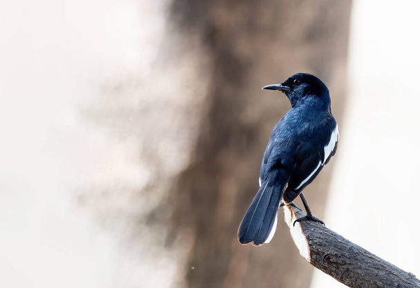 Closeup Oriental Magpie Robin Perched on Branch Isolated on Background with Copy Space - Photo, Image