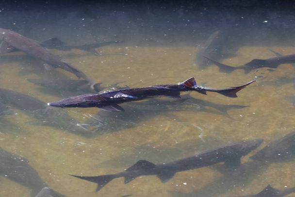 水面に浮かぶシベリアのチョウザメ(Acipenser baerii)はサメのヒレを示しています。チョウザメの魚は、卵とおいしい肉からキャビアを生産するソースです。サメの形をした淡水魚.  - 写真・画像