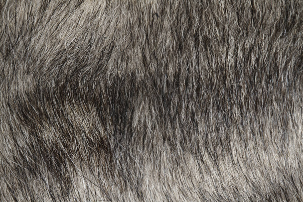 Zavřít šedý pes kůže pro vzor a pozadí - Fotografie, Obrázek