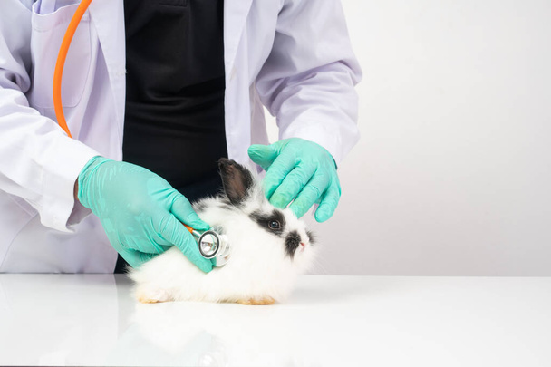 Veterinerler kliniklerdeki tüylü tavşan kalbi ve akciğerini kontrol etmek için stetoskop kullanır. Hastanedeki bir profesyonelle hayvan sağlığı hizmeti kavramı - Fotoğraf, Görsel