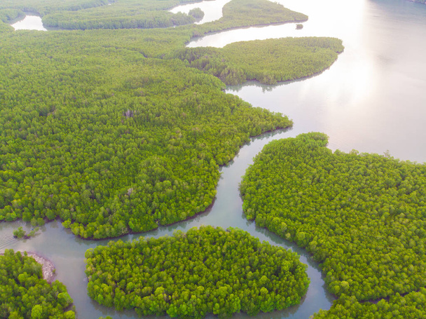 Vista aérea verde bosque de manglares tropicales con ruta de barco, Phangnga Tailandia
 - Foto, Imagen