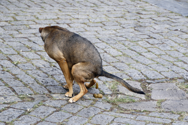 σκατά σκύλου, κακά σκύλου στο δρόμο, αφόδευση σκύλου στην ιστορική πόλη, σκυλιά δρόμου, αδέσποτα σκυλιά. - Φωτογραφία, εικόνα