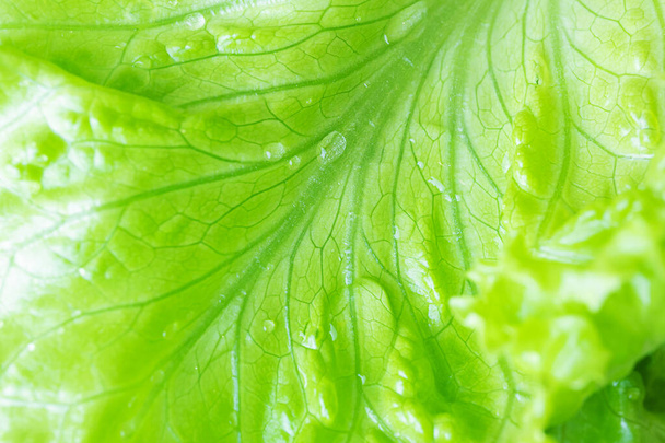 Fresh juicy lettuce salad closeup. Background macro photo of food in shades. The concept of wholesome healthy food, veganism. - Photo, Image