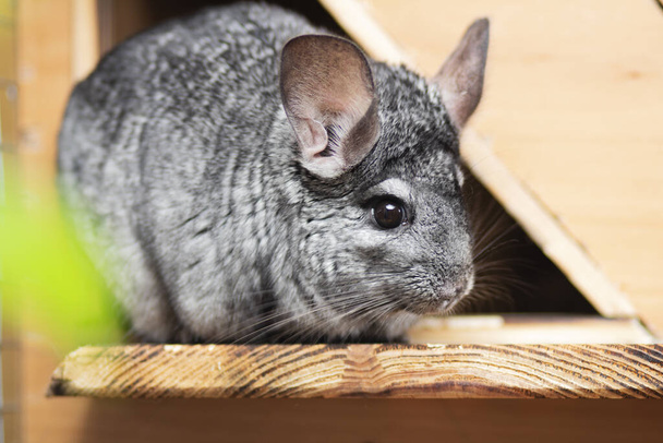 roztomilý šedý chinchilla sedí na dřevěném balkóně za zelenými listy, krásná domácí zvířata, nadýchaný plnokrevník myš, domácí mazlíčci koutek - Fotografie, Obrázek