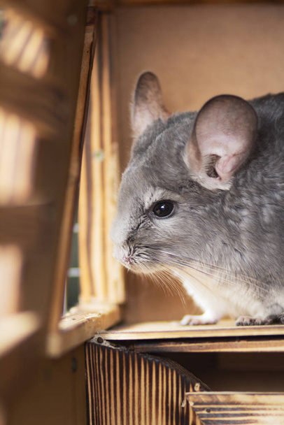 cute gray chinchilla sitting on wooden windowsill of his cage and looking curiously, concept pet lifestyle, fluffy big mose - Photo, Image