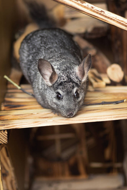 chinchila cinza-escura ativa andando em tábuas de madeira em uma gaiola, conceito de vida animal de estimação, roedores fofos de raça pura
 - Foto, Imagem