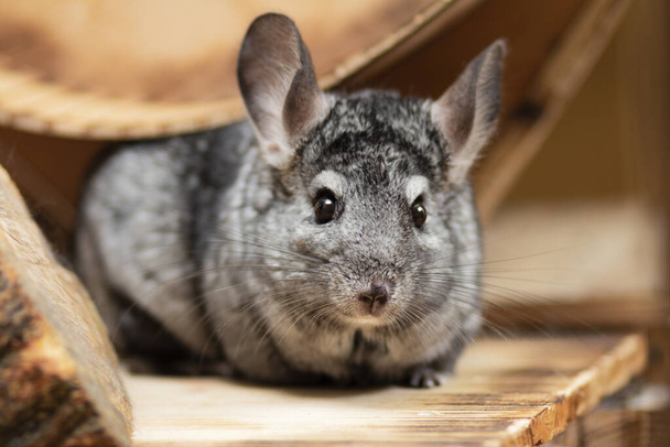 funny chinchilla in wooden cage, concept domestic pets, portrait of fluffy mouse with big ears in house - Photo, Image