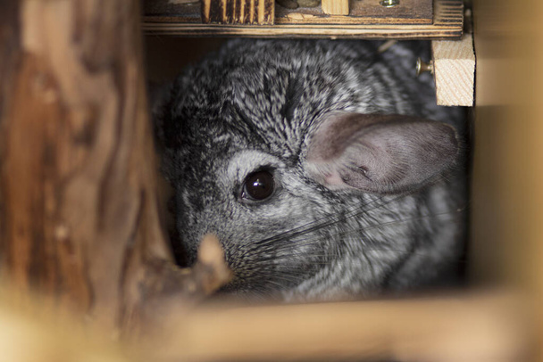 Niedliche Chinchilla schaut erschrocken von einem Nerz, in dem sie sich versteckt hat, Konzeptverhalten Haustiere, flauschige Nagetiere in einem Käfig - Foto, Bild