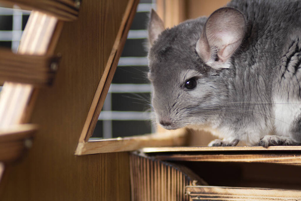 portrait of cute chinchilla living in wooden handmade cage, concept of pets care, furry rodents - Photo, Image