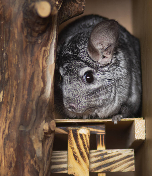 niedlichen Chinchilla sieht von einem Nerz, in dem versteckt, Konzept Verhalten Haustiere, flauschige Nagetiere in einem Käfig erschrocken - Foto, Bild