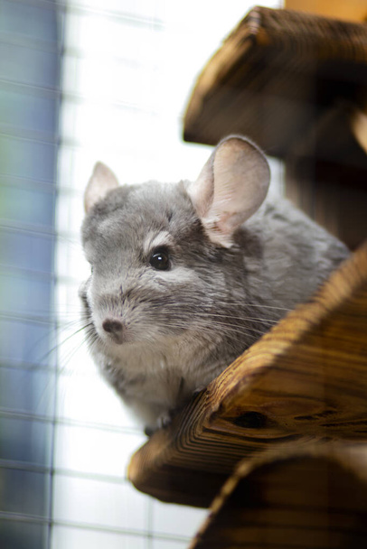 retrato de un curioso hocico de una chinchilla viviendo en una jaula mascotas mirando curioso sentado en el balcón, roedores peludos, vista inferior
 - Foto, Imagen