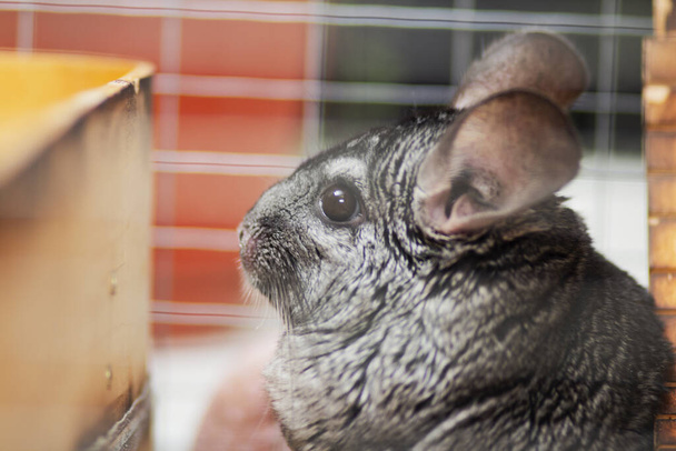 Ahşap kafeste komik çinçilya, evcil hayvanlar, evde büyük kulaklı tüylü fare portresi - Fotoğraf, Görsel