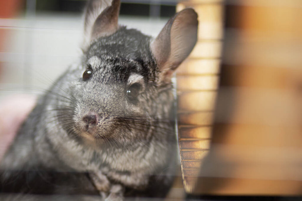 смешная шиншилла в деревянной клетке, концепция домашних животных, портрет пушистой мыши с большими ушами в доме
 - Фото, изображение